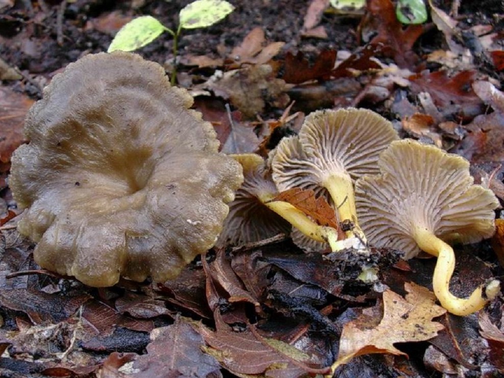 525 Dicembre vecchio ritrovamento